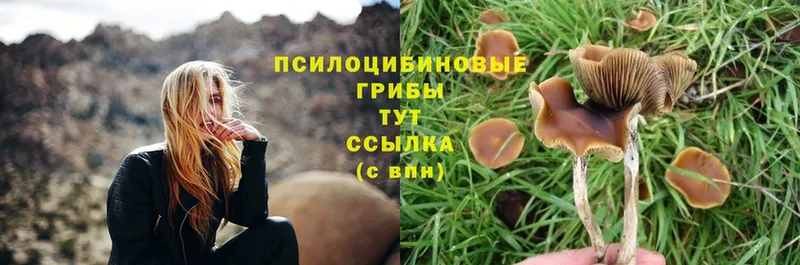 где найти наркотики  Прокопьевск  hydra ТОР  Галлюциногенные грибы Psilocybine cubensis 